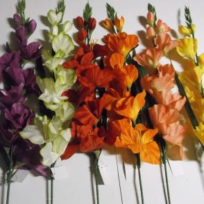 gladiola-kusovka